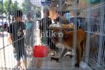 Pameran Flona, Pesta Pecinta Tanaman & Hewan