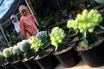 Pameran Flona, Pesta Pecinta Tanaman & Hewan