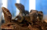 Pameran Flona, Pesta Pecinta Tanaman & Hewan