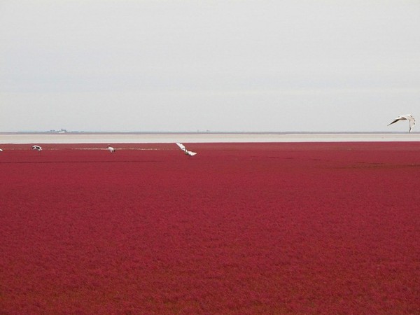 Ada Pantai Merah Darah Di China