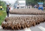 5 Ribu Bebek Parade di Jalan Raya