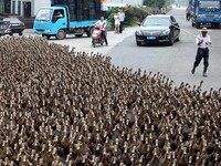 Tak ayal, kendaraan-kendaraan yang melintasi jalan tersebut terpaksa berhenti karena parade bebek ini. (dok.News.com.au)