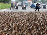 5 Ribu Bebek Parade di Jalan Raya