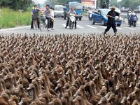 Orang-orang pun berdatangan untuk menyaksikan pemandangan menarik itu. (dok.News.com.au)