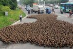 5 Ribu Bebek Parade di Jalan Raya