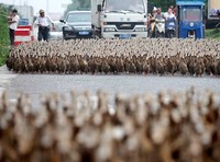 Binatang-binatang tersebut akan dibawa ke kolam setempat untuk perayaan tahunan di Provinsi Zhejiang. (dok.News.com.au)