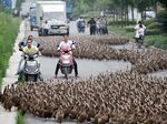 5 Ribu Bebek Parade di Jalan Raya