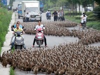 Ayo, dua pengendara sepeda motor ini jebeka dan dikepung bebek. (dok.News.com.au)