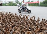 5 Ribu Bebek Parade di Jalan Raya