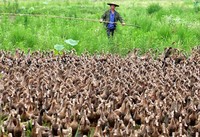 Akhirnya ribuan bebek itu pun berhasil tiba di tempat tujuan. Menurut sang peternak, tak satu pun bebeknya yang hilang atau tersesat selama perjalanan menghebohkan menuju kolam tersebut. (dok.News.com.au)