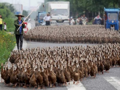 5 Ribu Bebek Parade di Jalan Raya