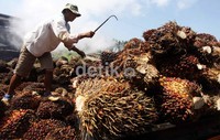 Sejumlah pekerja melakukan panen kelapa sawit di PTPN VIII Kertajaya, Banten.