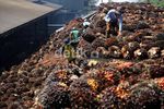 Panen Sawit di Kertajaya