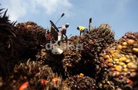 Kelapa sawit tersebut kemudian akan diolah menjadi menjadi minyak sawit mentah alias crude palm oil (CPO).