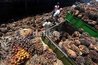 Pekerja melakukan bongkar muat kelapa sawit yang akan diolah menjadi minyak kelapa sawit Crude Palem Oil (CPO) dan kernel di pabrik kelapa sawit Kertajaya, Banten.