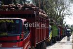 Panen Sawit di Kertajaya