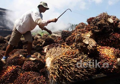 Panen Sawit di Kertajaya