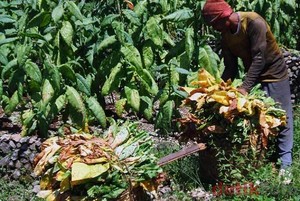Tanam Tembakau, Petani di Temanggung Bisa Naik Haji