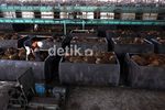 Produksi Minyak Sawit Digenjot