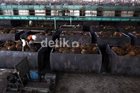 Pekerja mengolah kelapa sawit menjadi minyak kelapa sawit Crude palem Oil (CPO) dan kernel di pabrik kelapa sawit Kertajaya, Malingping, Banten.
