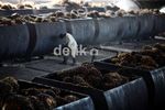Produksi Minyak Sawit Digenjot