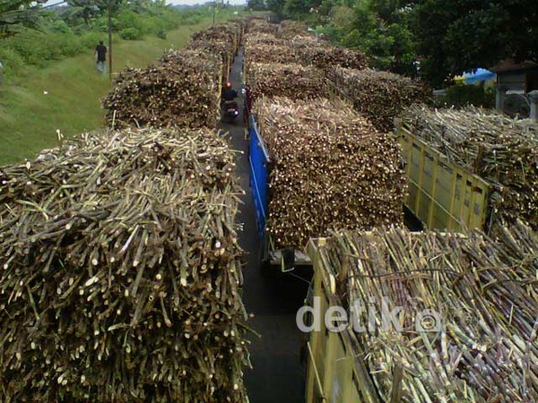 Penggilingan Ditutup, Petani Tebu Berdemo
