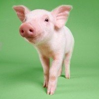 Apakah Bahan Dasar Vaksin Cuma dari Babi?