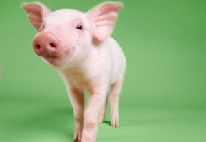 Apakah Bahan Dasar Vaksin Cuma dari Babi?