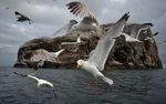 Melihat Kehidupan Burung Gannet
