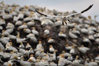 Daerah bersarang yang paling penting untuk Gannet adalah Inggris dengan sekitar dua pertiga dari populasi gannet di dunia berada di sana. Sebagian besar berada di Skotlandia. Jeff J Mitchell/Getty Images.
