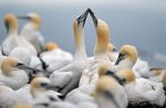 Melihat Kehidupan Burung Gannet
