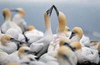 Burung gannet biasanya bermigrasi setahu sekali dan kembali untuk berkembang biak dengan pasangan yang sama dan sarang yang sama. Jeff J Mitchell/Getty Images.