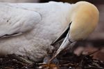 Melihat Kehidupan Burung Gannet