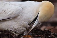 Butuh lima tahun bagi gannet untuk mencapai kedewasaan. Tahun pertamanya gannet benar-benar hitam, dan selanjutnya disaat remaja mulailah muncul warna putih. Jeff J Mitchell/Getty Images.
