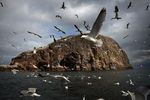 Melihat Kehidupan Burung Gannet