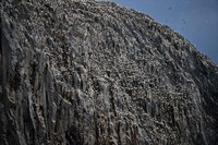 Koloni burung gannet memenuhi karang di Bass Rock. Jeff J Mitchell/Getty Images.