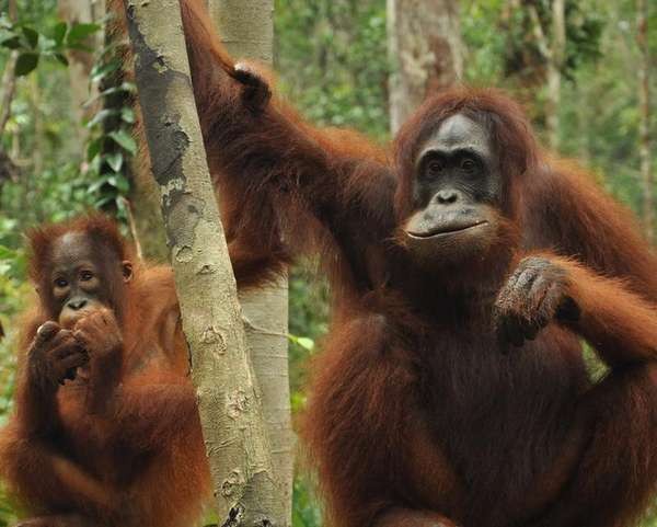 Kesempurnaan Kalimantan Di Taman Nasional Tanjung Puting