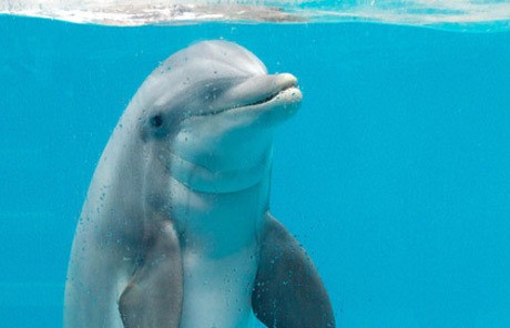 Korsel Larang Penangkapan Lumba-lumba Untuk Pertunjukan