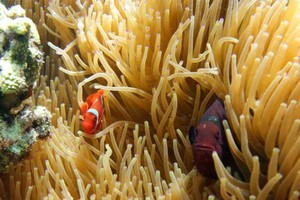 Tak Pernah Bosan Menyelami Bunaken