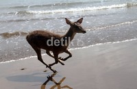 Dengan berbagai ragam flora, kawasan TWA Pangandaran merupakan habitat yang cocok bagi kehidupan satwa-satwa liar, antara lain tando, monyet ekor panjang, lutung , kalong, banteng, rusa, dan landak. (Gusmun).