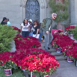 Fans Kirim 10 Ribu Mawar ke Makam Michael Jackson