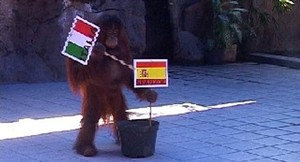 Orang Utan di Kebun Binatang Surabaya Ramal Italia Juara EURO 2012