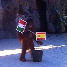 Orang Utan Kebun Binatang Surabaya Ramal Italia Juara Piala Eropa