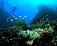 Bunaken yang keren! (Lidra Reza/dTraveler) Bunaken yang keren! (Lidra Reza/dTraveler)