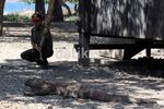 Mengunjungi Pulau Komodo