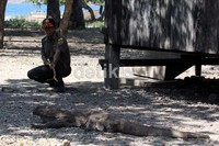 Karena musim kawin maka tak banyak komodo yang berkeliaran bebas. Budi Sugiharto/detikcom.