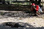 Mengunjungi Pulau Komodo