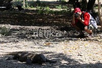 Seorang wisatawan mengabadikan salah satu komodo. Budi Sugiharto/detikcom.