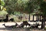 Mengunjungi Pulau Komodo