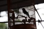 800 Burung Berkicau Ramaikan Fauzi Bowo Cup